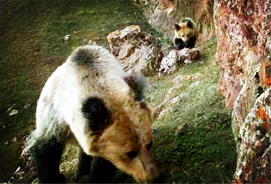 关于洞庭雪豹队鏖战江南暴熊队,排球邀请赛失利,核心复出即建功。边后卫成为亮点的信息 关于洞庭雪豹队鏖战江南暴熊队,排球邀请赛失利,核心复出即建功。边后卫成为亮点的信息